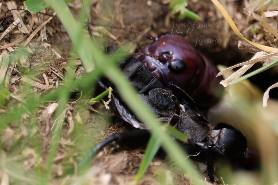 Gryllus campestris - mezei tücsök