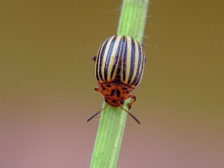 Leptinotarsa decemlineata - burgonyabogár