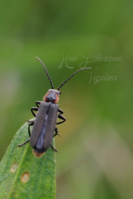 Cantharis pulicaria - zsírfényű lágybogár