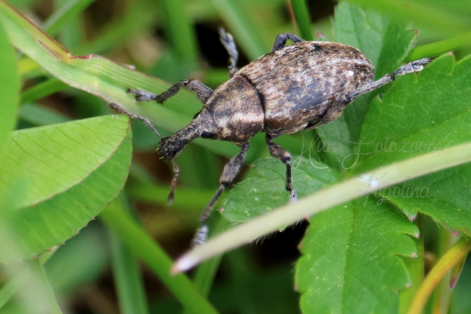 Lepyrus capucinus - pettyes fűzormányos