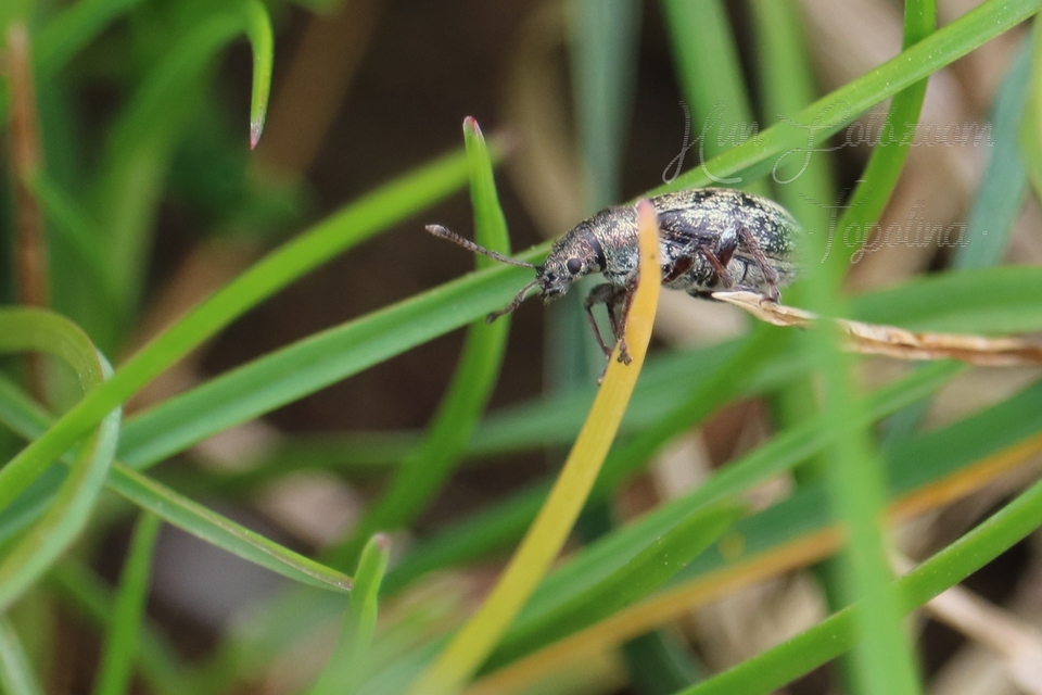 Phyllobius pyri - gyümölcsfa-levélormányos
