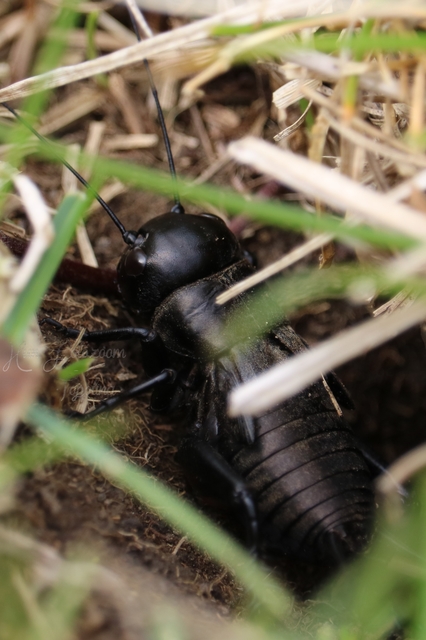 Gryllus campestris - mezei tücsök