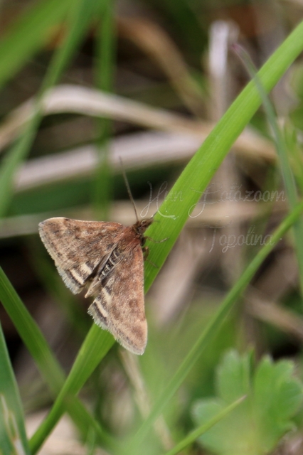 Pyrausta despicata - réti bíbormoly
