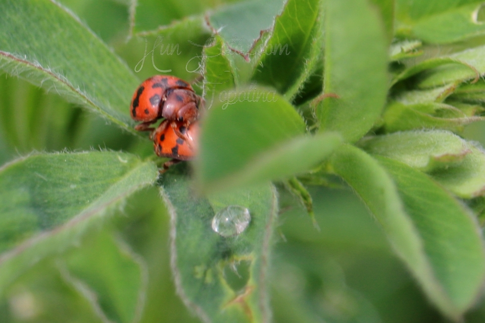 Subcoccinella vigintiquatuorpunctata - lucernaböde
