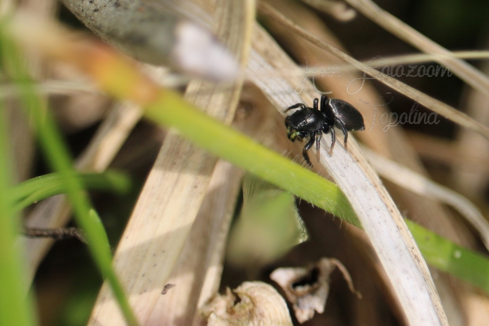 Heliophanus