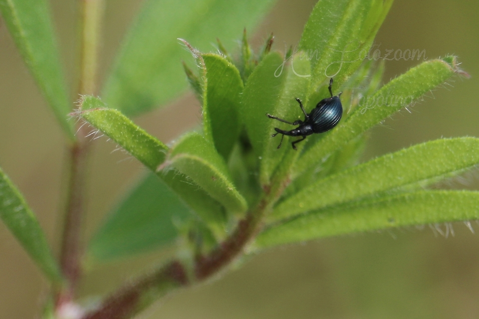 Eutrichapion punctiger - bükkönyrontó cickányormányos Eutrichapion punctiger - bükkönyrontó cickányormányos
