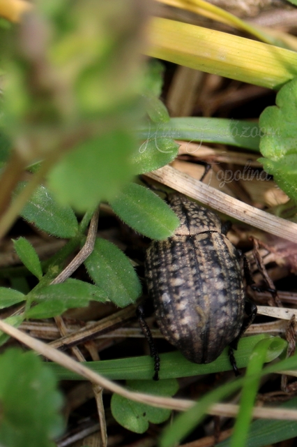 Minyops variolosus - nyugati bordásormányos