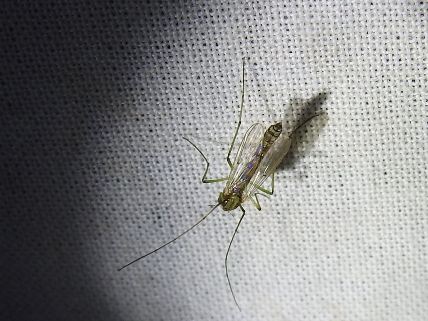 Chironomidae - árvaszúnyogok