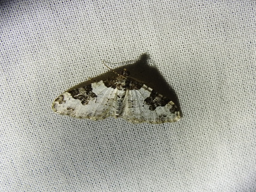 Xanthorhoe fluctuata - közönséges tarkaaraszoló