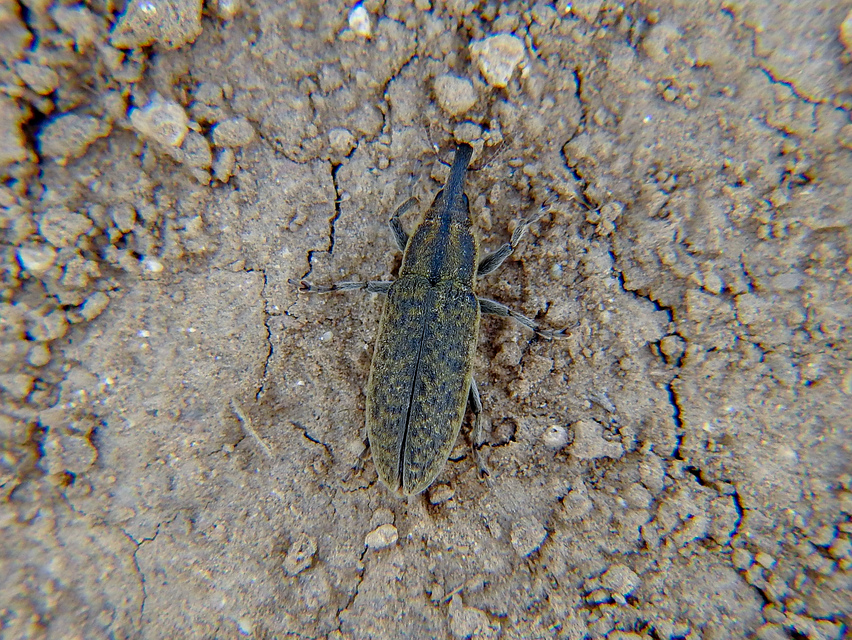 Lixus cardui - bogáncsfúró dudvabarkó