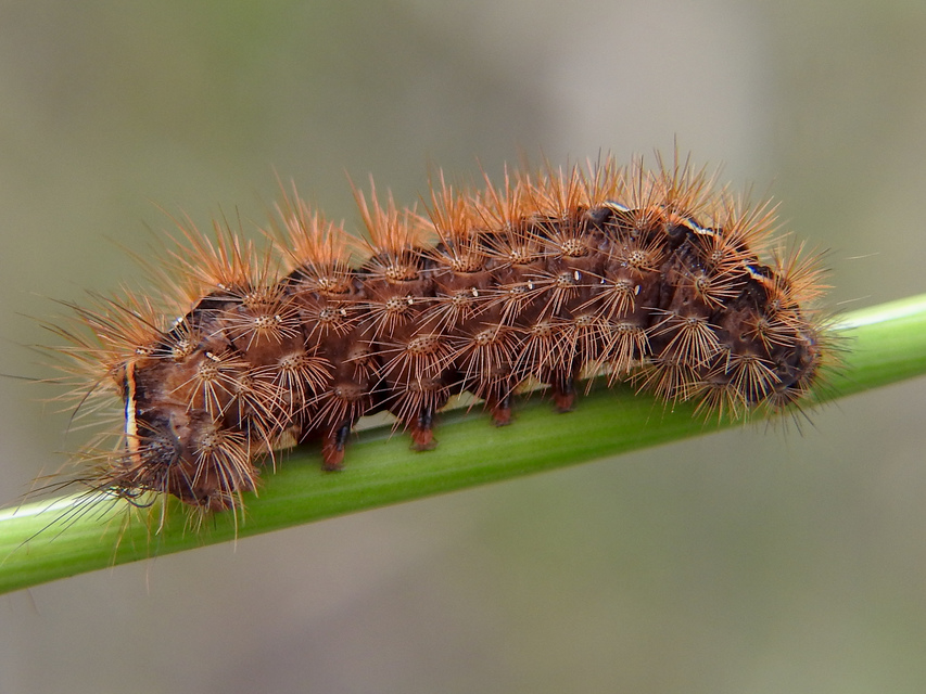 Diacrisia sannio - vörösszélű medvelepke