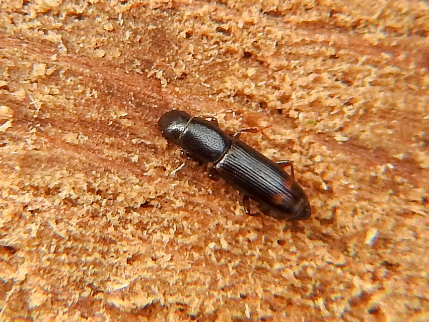 Rhizophagus bipustulatus - kétpettyes törekbogár