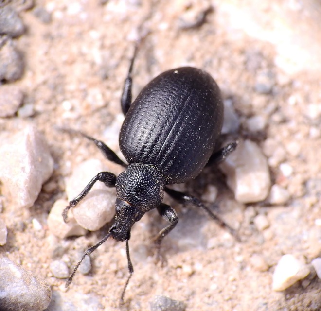 Otiorhynchus catenulatus - gyászos gyalogormányos