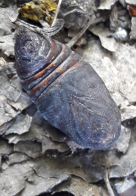 Saturnia pavoniella/pavonia