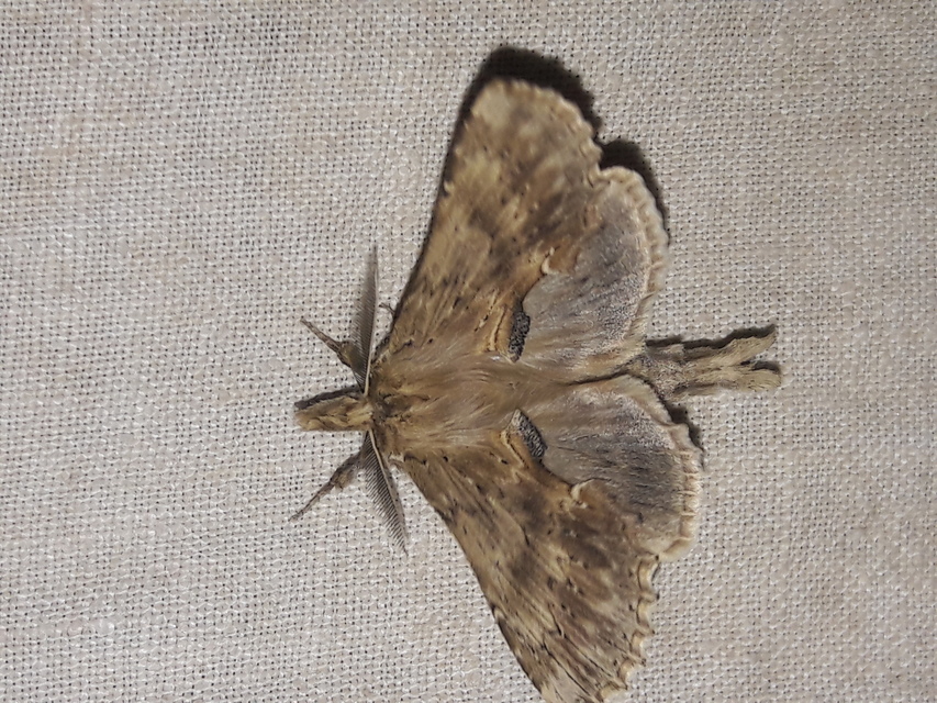 Pterostoma palpina - csőrös púposszövő