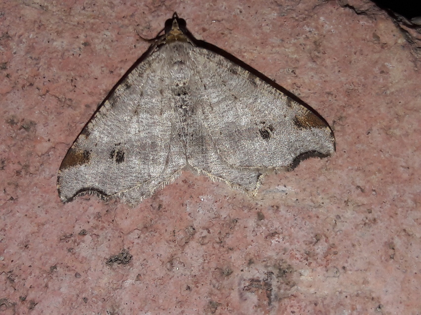 Macaria alternata - közönséges szürkearaszoló