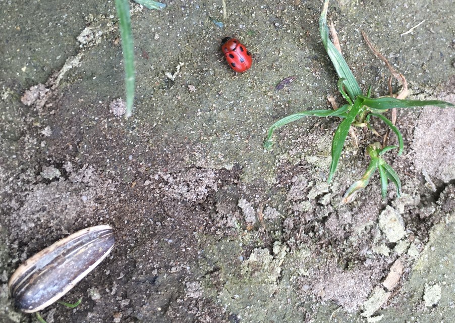 Gonioctena fornicata - közönséges lucernabogár