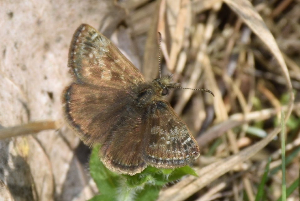 Erynnis tages - cigánylepke
