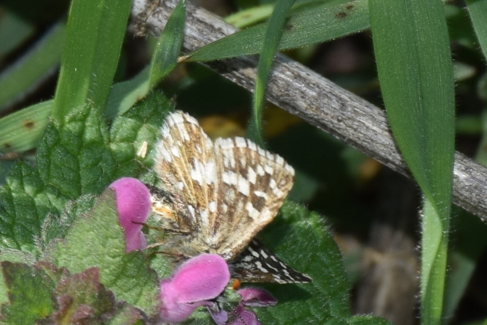Pyrgus malvae - kis busalepke