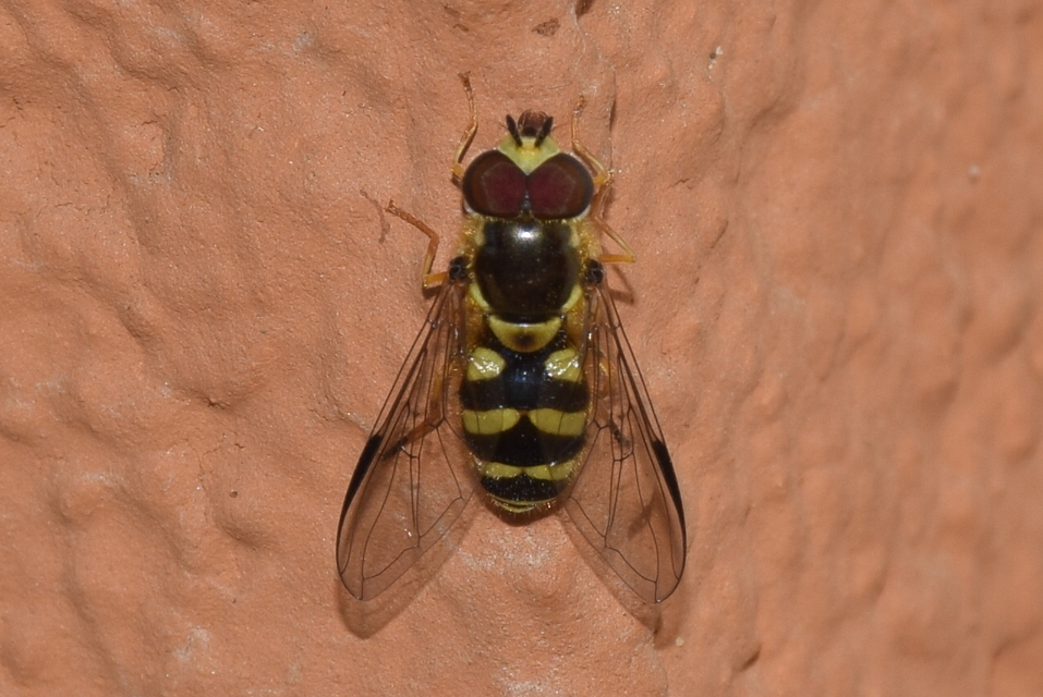 Dasysyrphus albostriatus - csíkoshátú erdeilégy