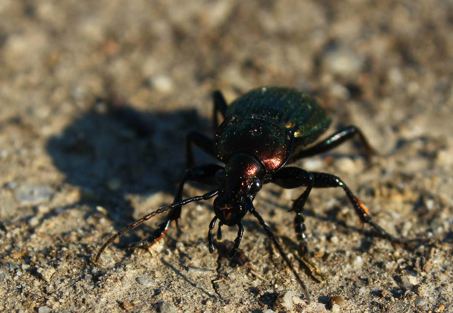 Carabus ulrichii - rezes futrinka