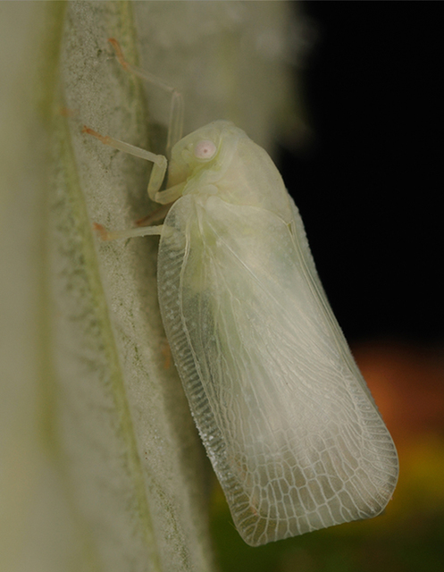 Flatidae - lepkeszárnyú kabócák