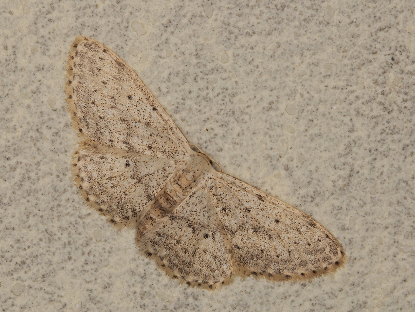 Idaea seriata - szürke apróaraszoló