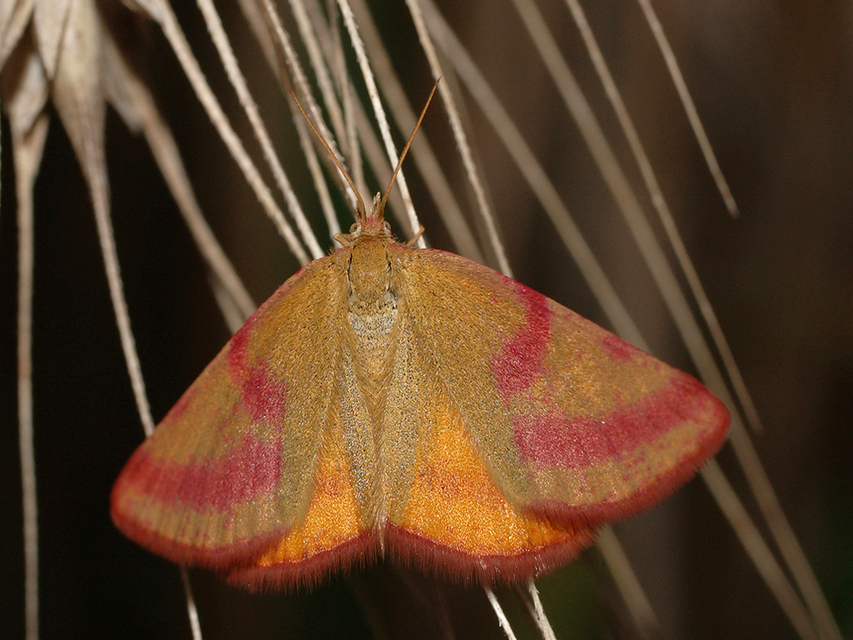 Lythria purpuraria - bíborsávos araszoló