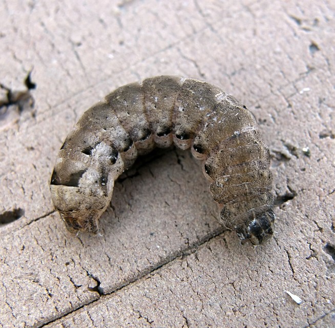 Noctua comes - kis sárgafűbagoly