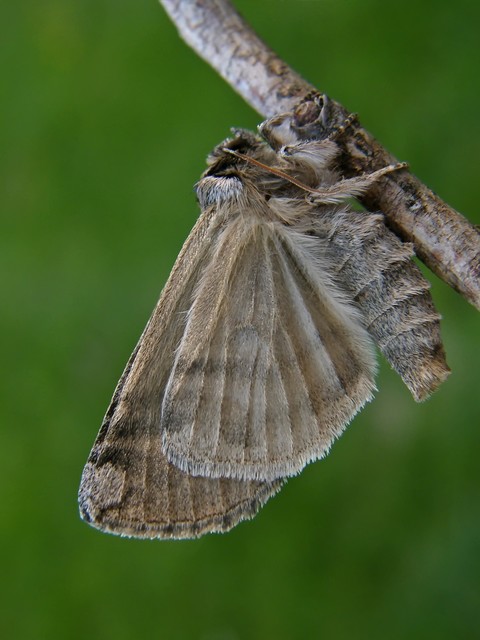 Tethea or - bélyeges pihésszövő