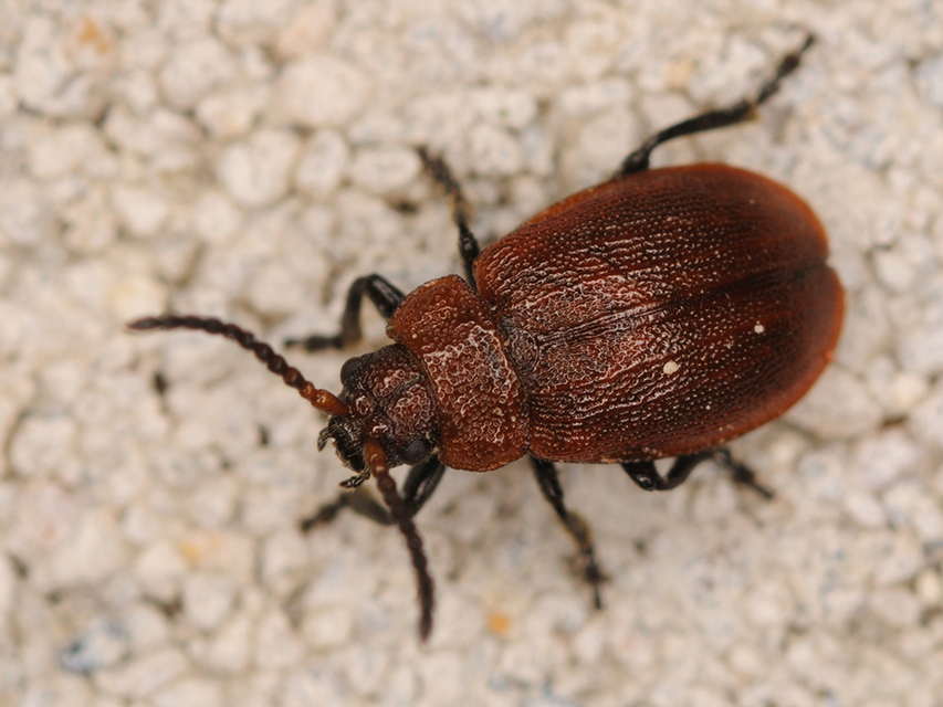 Galeruca rufa - vörös olajosbogár
