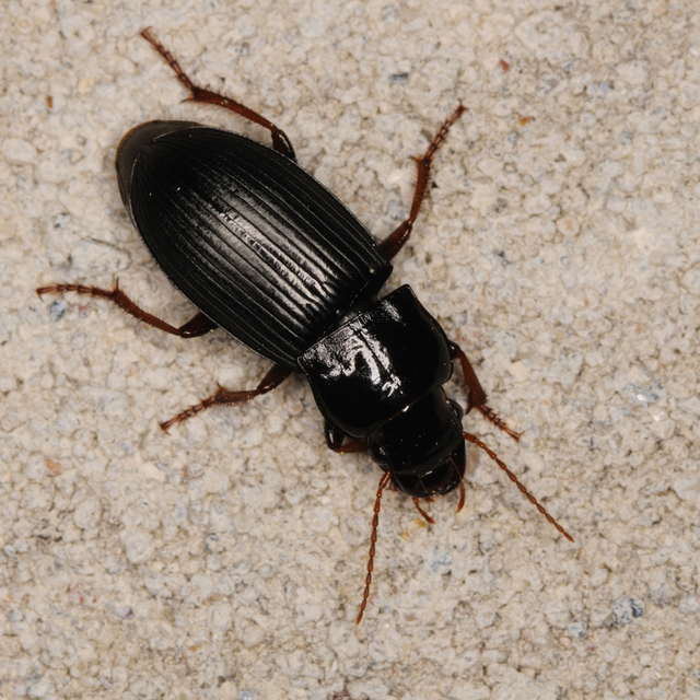 Harpalus atratus - erdei lomhafutó