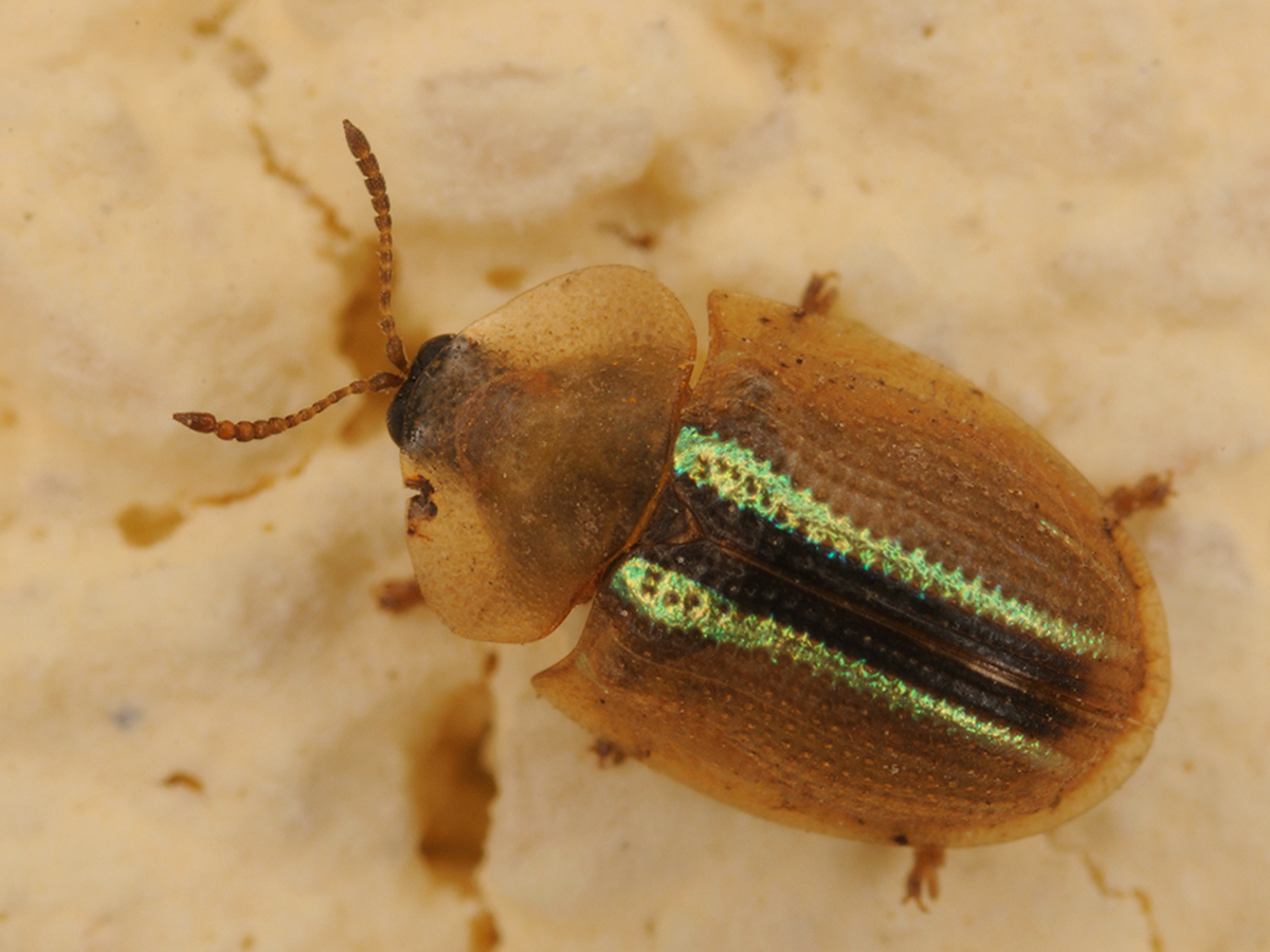 Cassida nobilis - díszes pajzsbogár