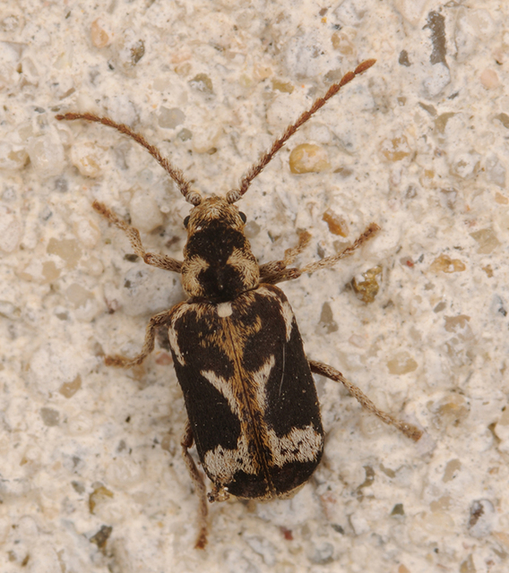 Ptinomorphus imperialis - díszes álszú