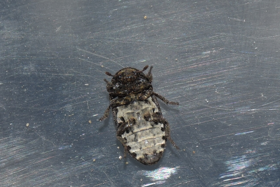 Dermestes laniarius - gyászos porva Dermestes laniarius - gyászos porva