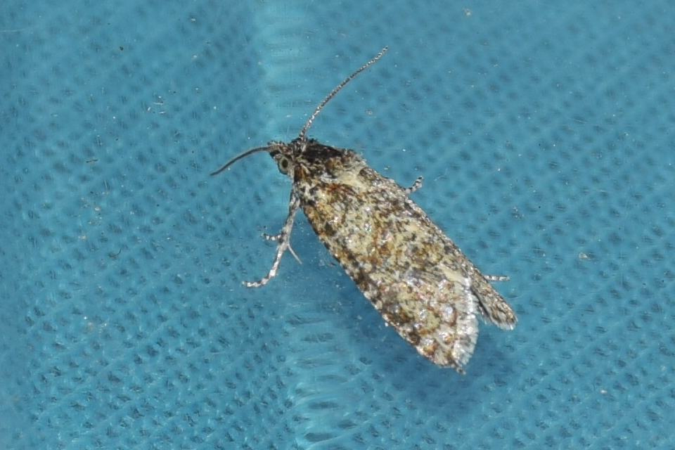 Aethes williana - gyopár-fúrómoly