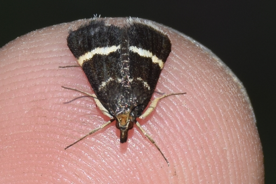 Pyrausta cingulata - fehéröves kormosmoly