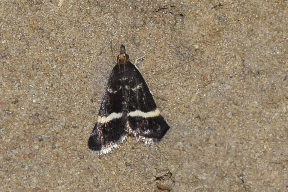 Pyrausta cingulata - fehéröves kormosmoly