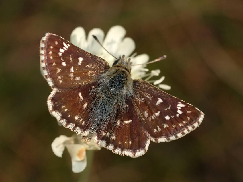 Spialia orbifer - törpe busalepke
