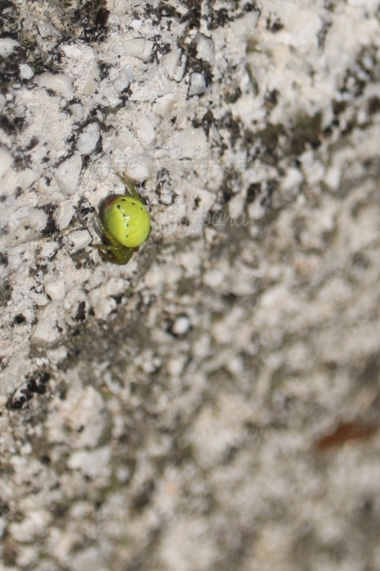 Araniella