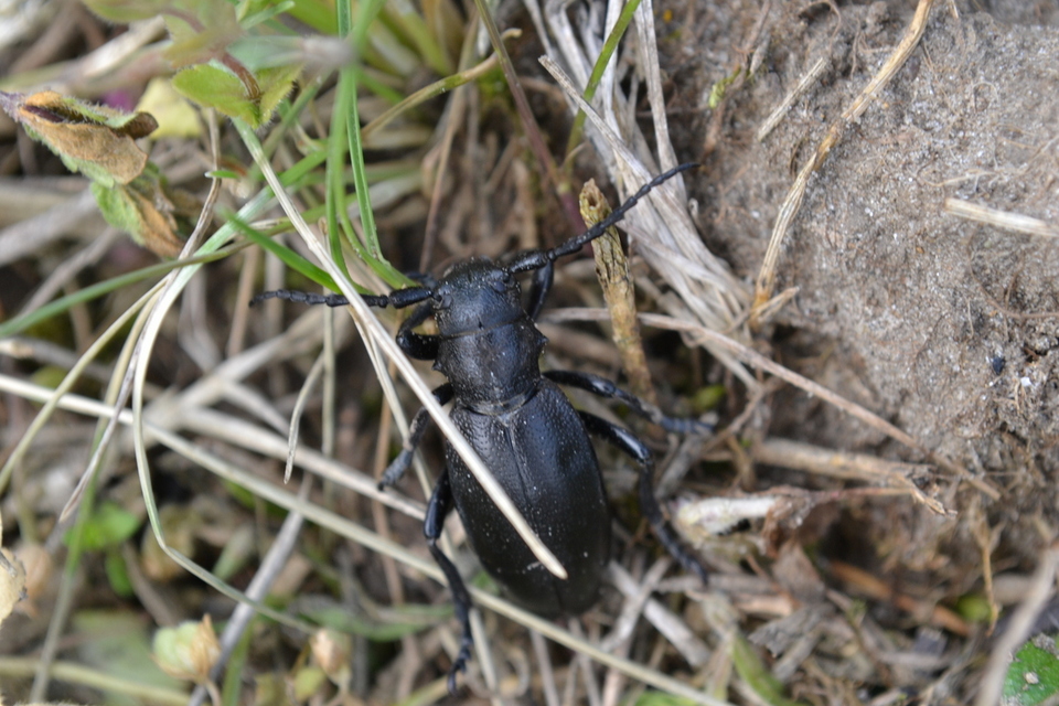 Dorcadion aethiops - fekete gyalogcincér