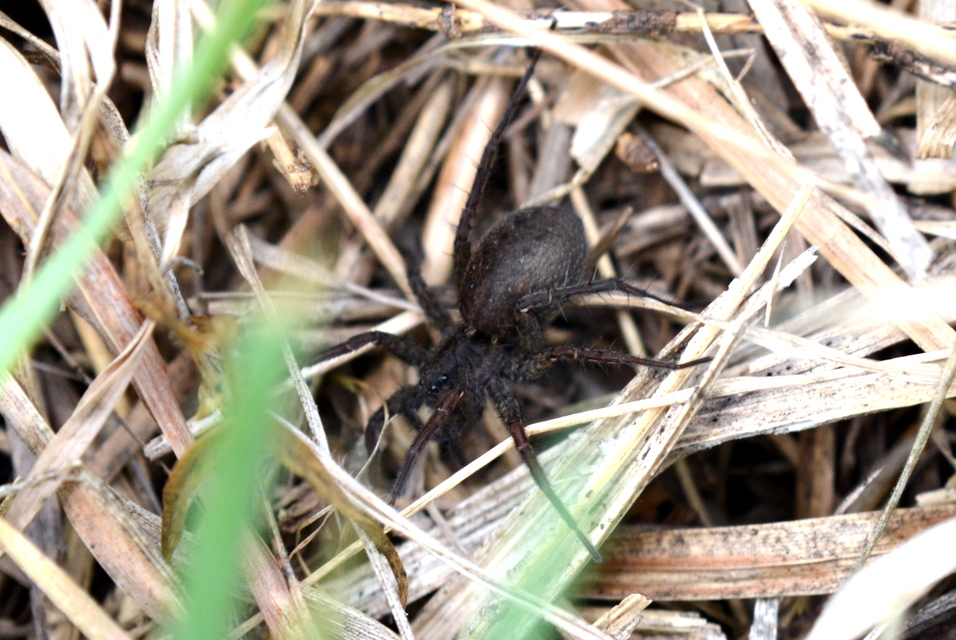 Pardosa