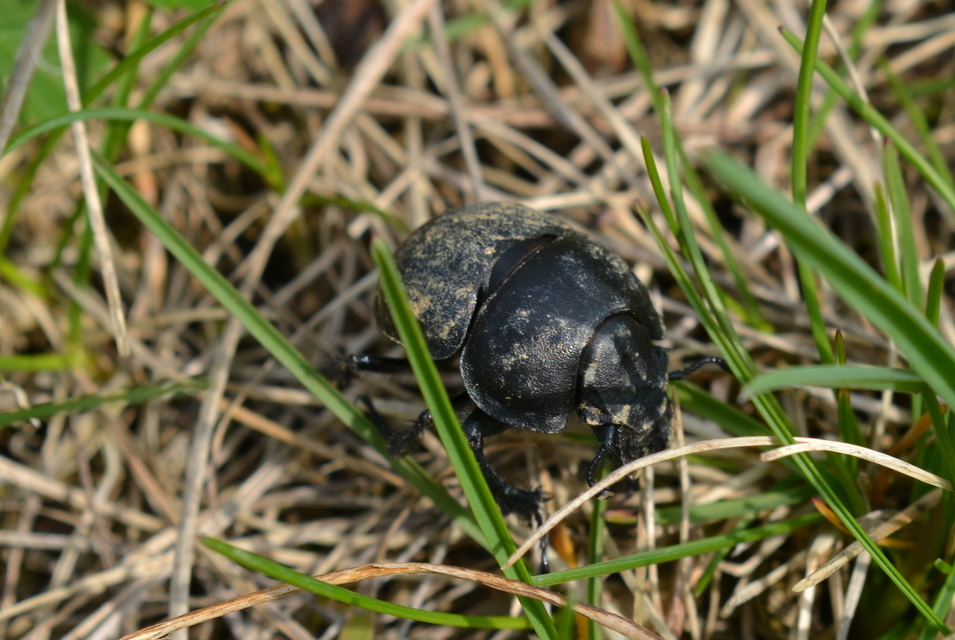 Lethrus apterus - nagyfejű csajkó