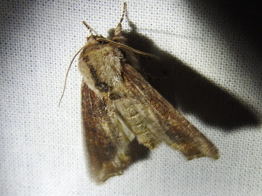 Egira conspicillaris - változékony szürkebagoly