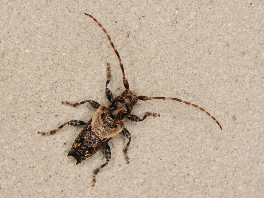 Pogonocherus hispidus - kéttövises ecsetcincér