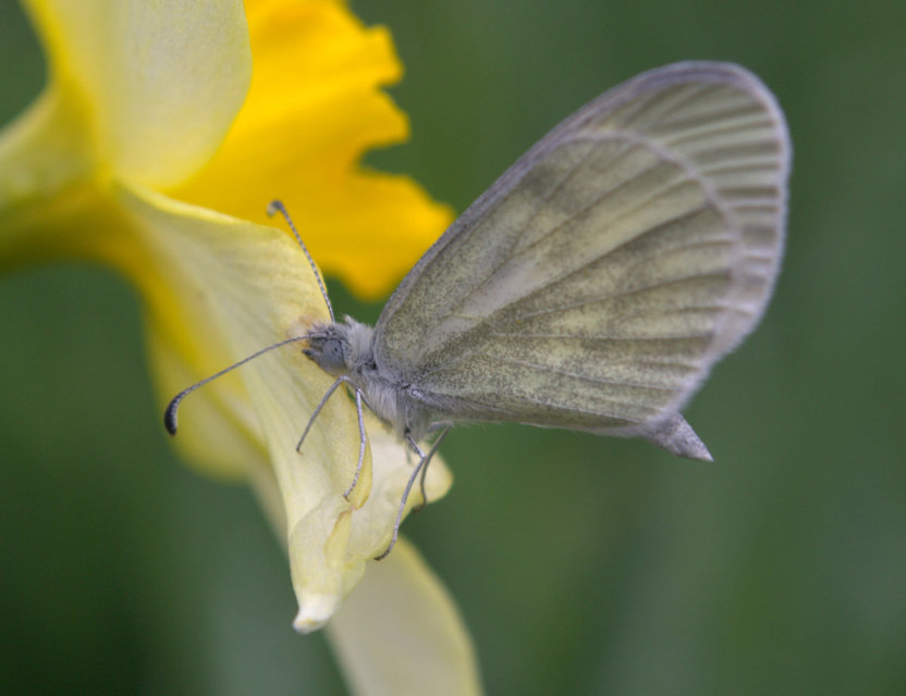 Leptidea sinapis - mustárlepke