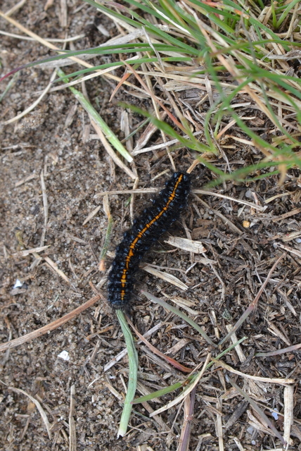 Spiris striata - csíkos molyszövő