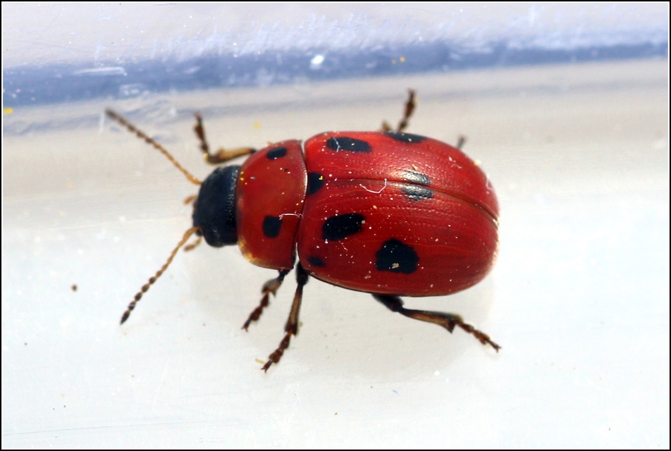 Gonioctena fornicata - közönséges lucernabogár
