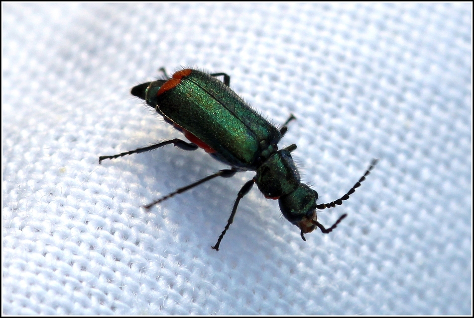 Malachius bipustulatus - kétfoltos bibircsesbogár