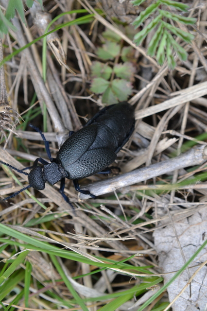 Meloe cicatricosus - óriásnünüke